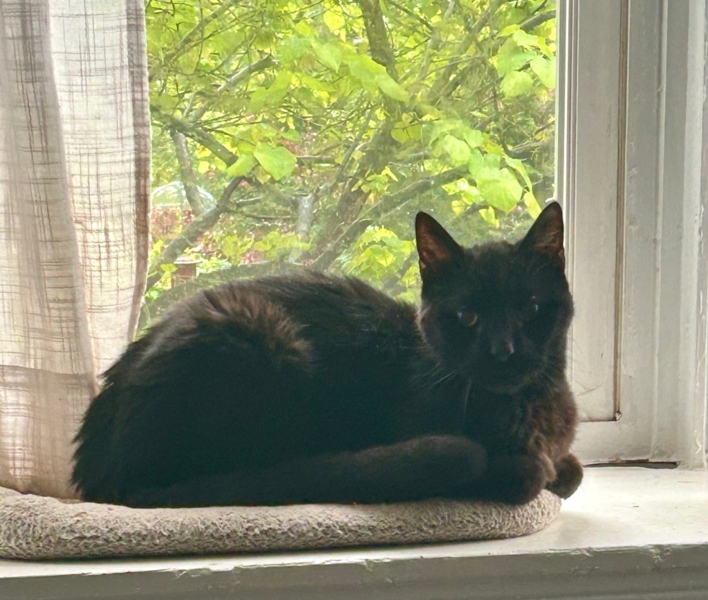 A black cat sits on a windowsill in loaf position with his tail curled around his body just so.