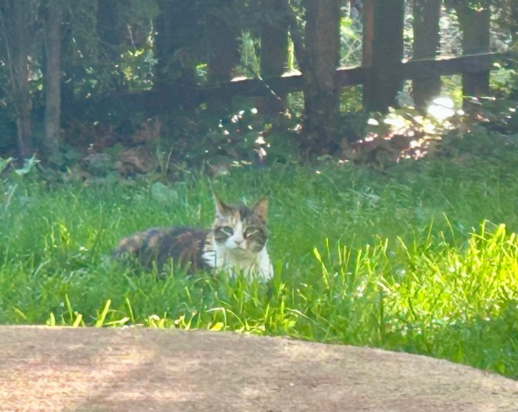 A pretty calico cat lays on a green lawn.