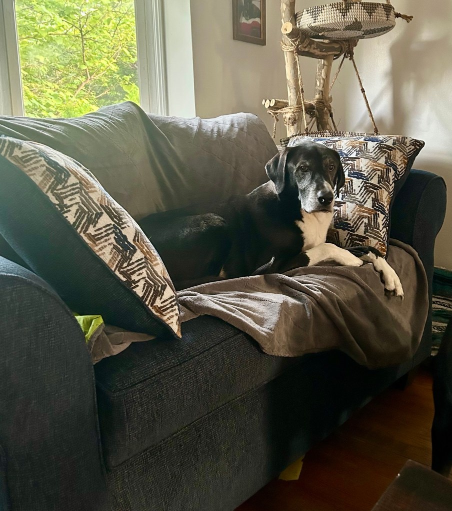 A handsome black and white hound poses atop a navy blue loveseat.