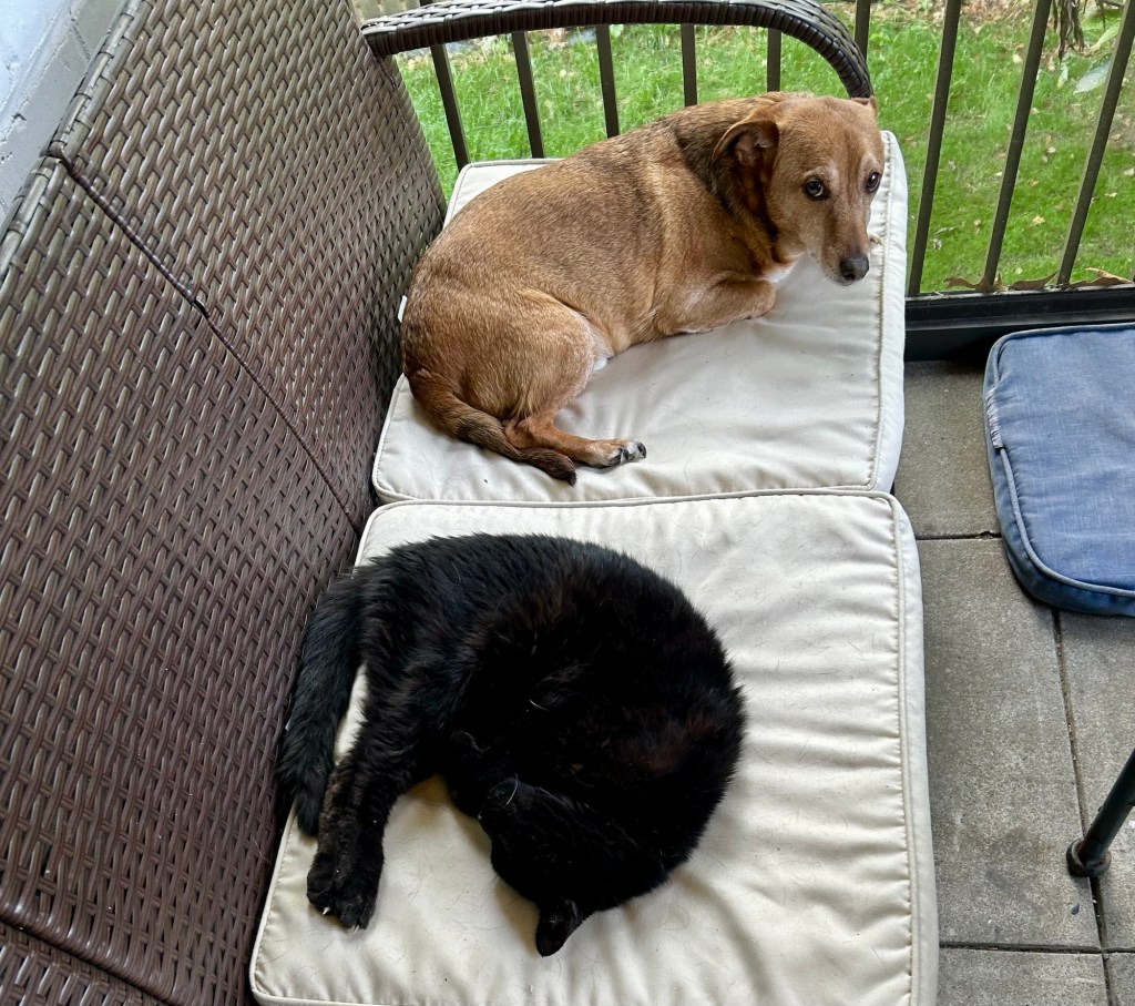 A little yellow dog sits at the end of a patio couch looking at a black cat who is sound asleep in an aesthetically pleasing position.