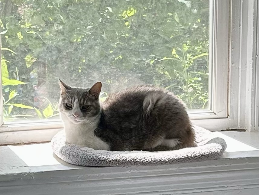 A pretty grey tabby cat sits in loaf position on the wide sill of a bay window. Sunshine streams in through the window. She is in the perfect spot.