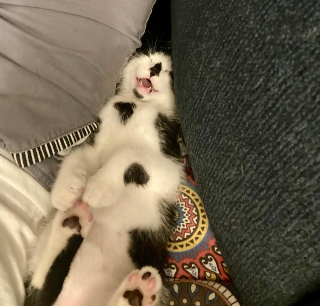 A black and white kitten too cute for words sleeps on his back with his belly exposed next to his human father on a couch.  The kitten’s mouth is open and his baby teeth are clearly visible.