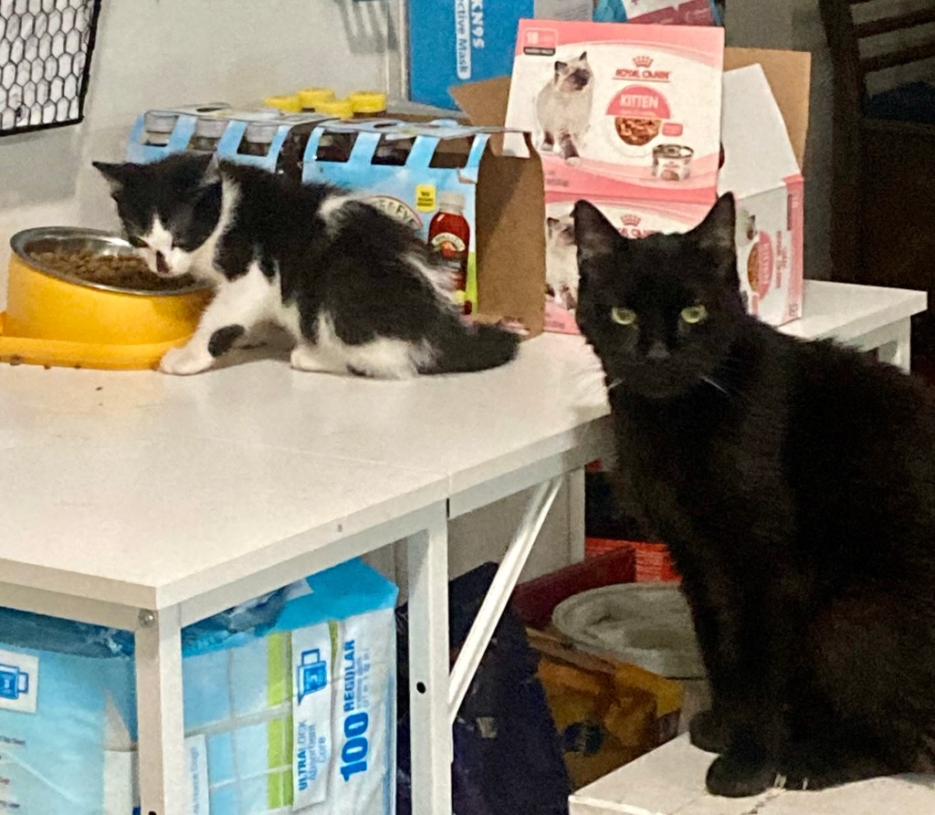 A tiny black and white kitten chows down on a bowl of kibble.  A large black cat waits behind him impatiently.