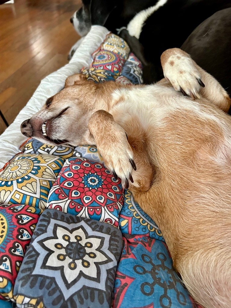 A cute yellow dog lays on his back on a couch with his front paws curled just so.