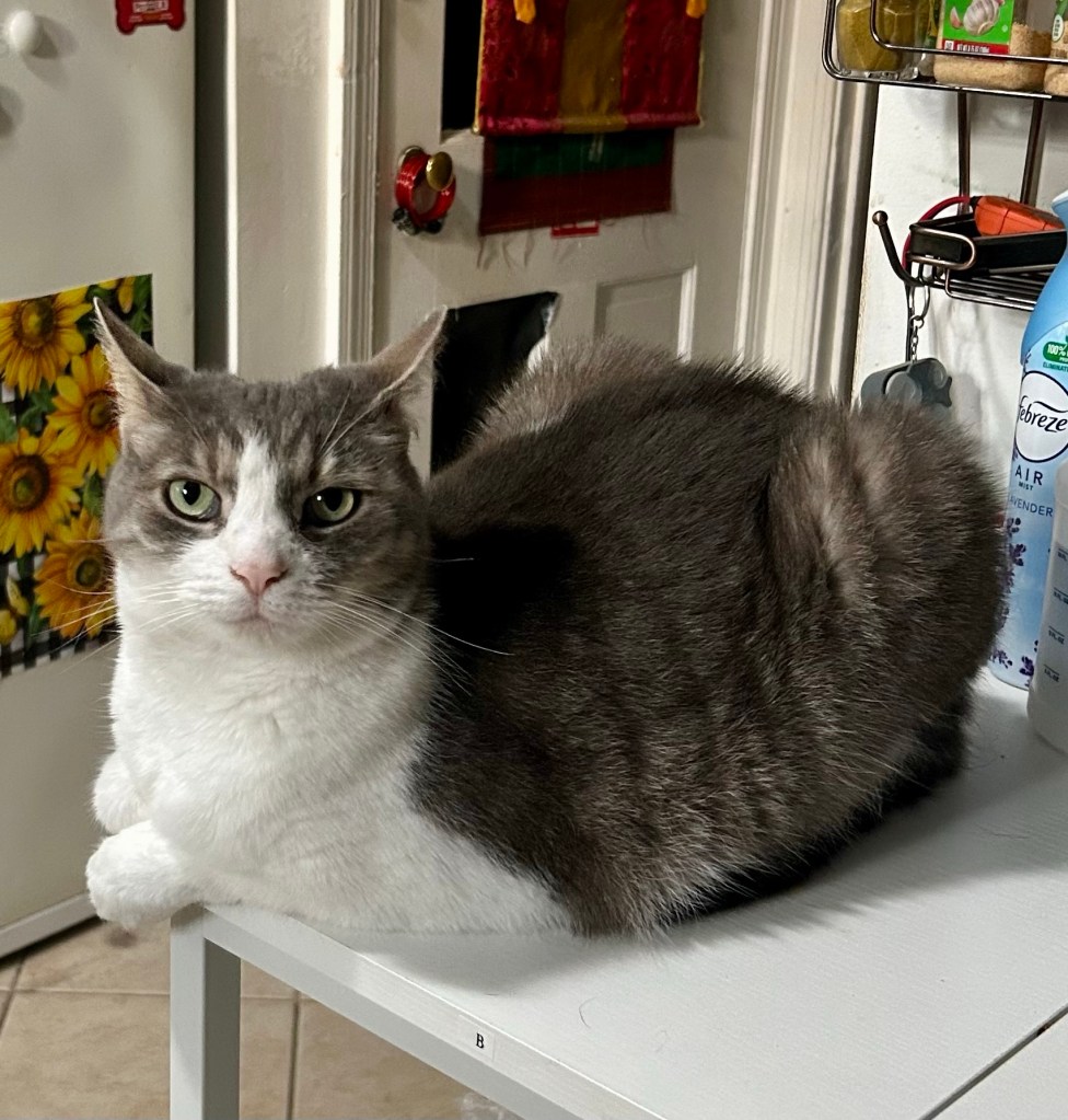 Now the cat is looking up at her humans with her ears back.  She expects them to do something about the noisy dog.