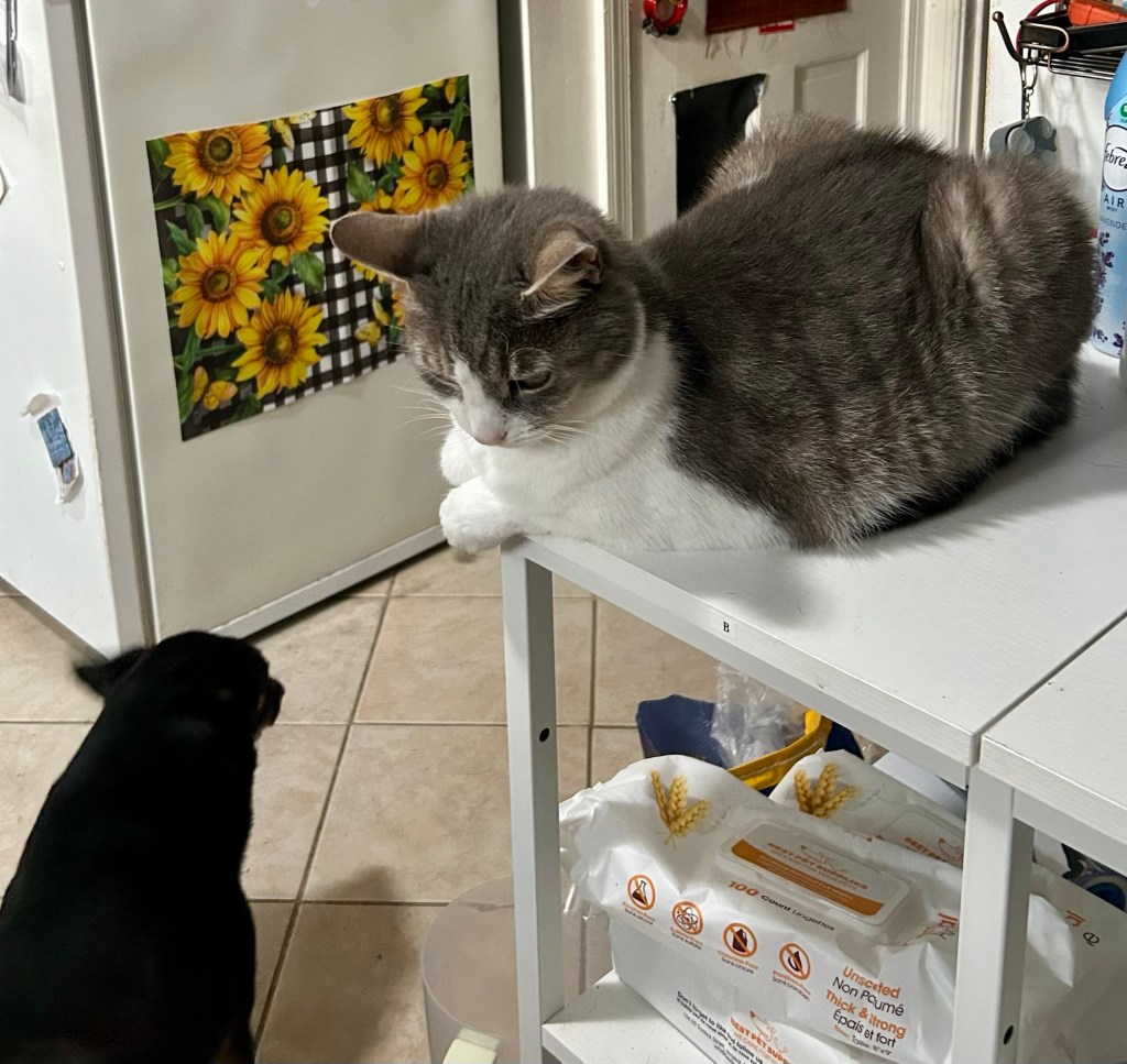 A pretty grey tabby sits on a table in a kitchen looking down at a little black dog.