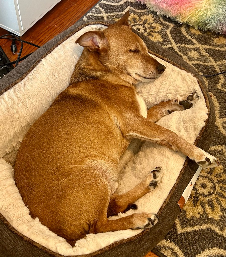 A cute little yellow dog snoozes in a fluffy dog bed with a big smile on his face.