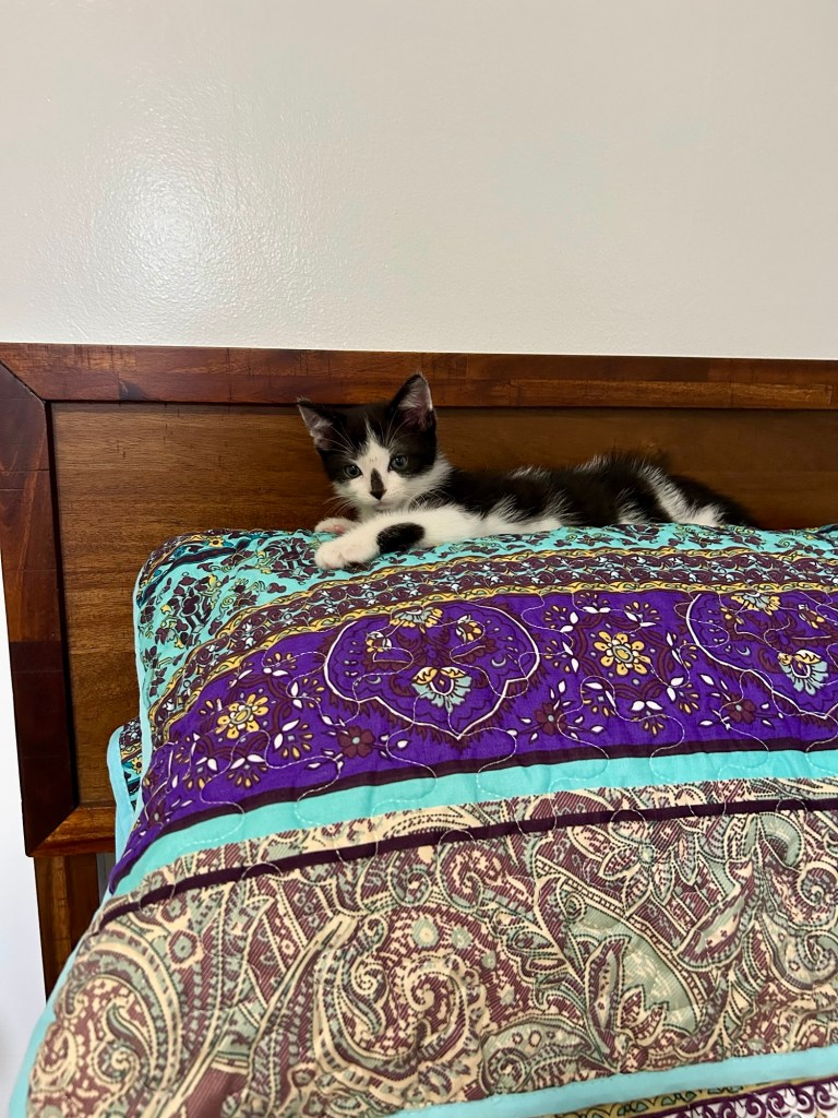 The cutest black and white kitten sits atop two pillows on a full size bed with a wooden headboard.