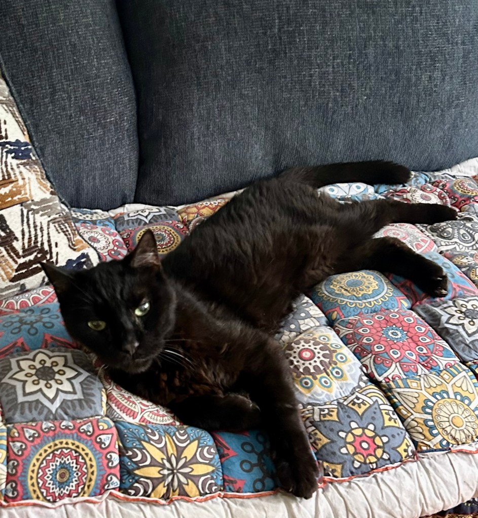 An extremely handsome black house cat lounges atop a couch.