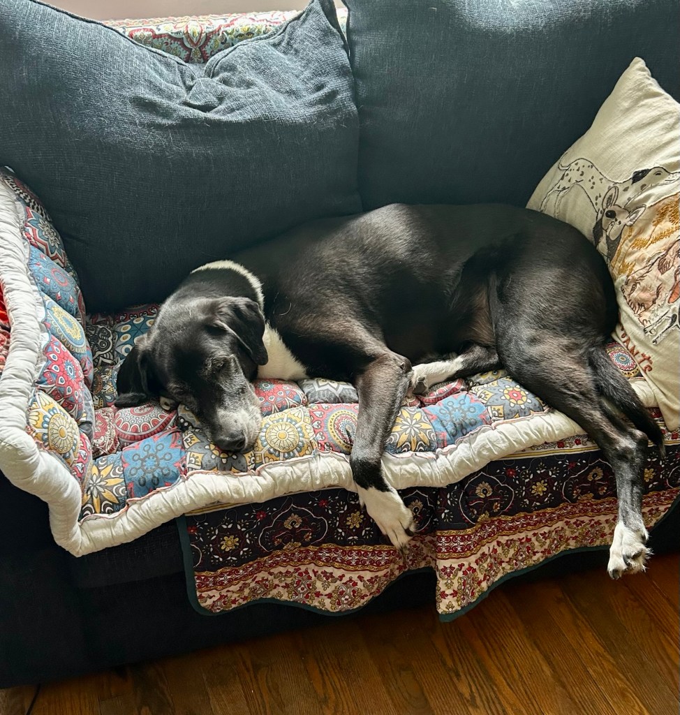 A huge, handsome hound dog sleeps splayed out on a loveseat.