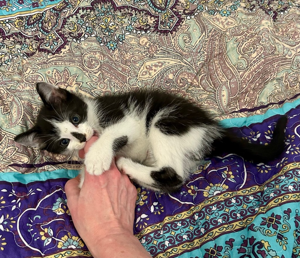 A tiny, fluffy black and white kitten chews on a woman’s hand.