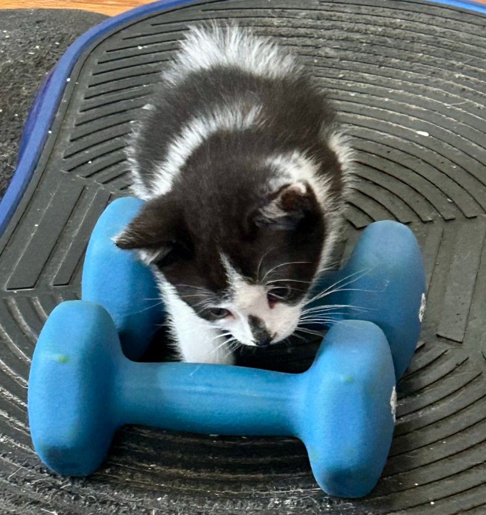 A very small black and white kitten poses atop a pair of hand weights.