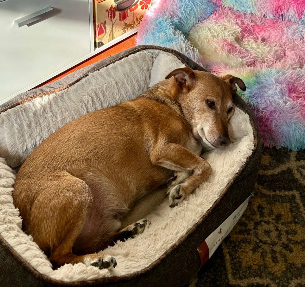A little yellow dog basks in a comfy dog bed with a big smile on his face.