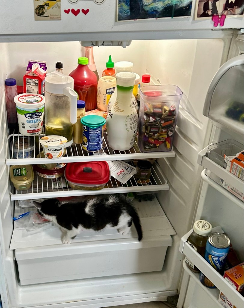 A tiny black and white kitten explores the bottom shelf of a refrigerator.