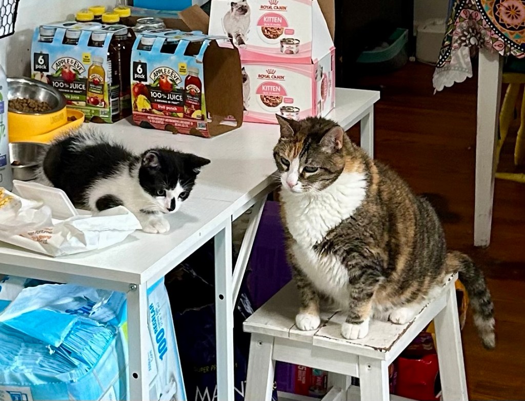 A little black and white kitten sits atop a table in a kitchen.  A full grown lovely calico sits on a step stool next to him.  Both look down judgmentally, presumably at some canine hullabaloo.