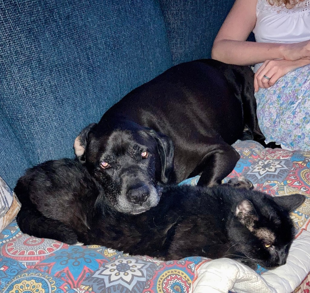 A big black dog rests her head atop the flank of a big black house cat. The cat doesn’t look pleased, but he’s also not deploying his Murder Mittens, so there’s that.