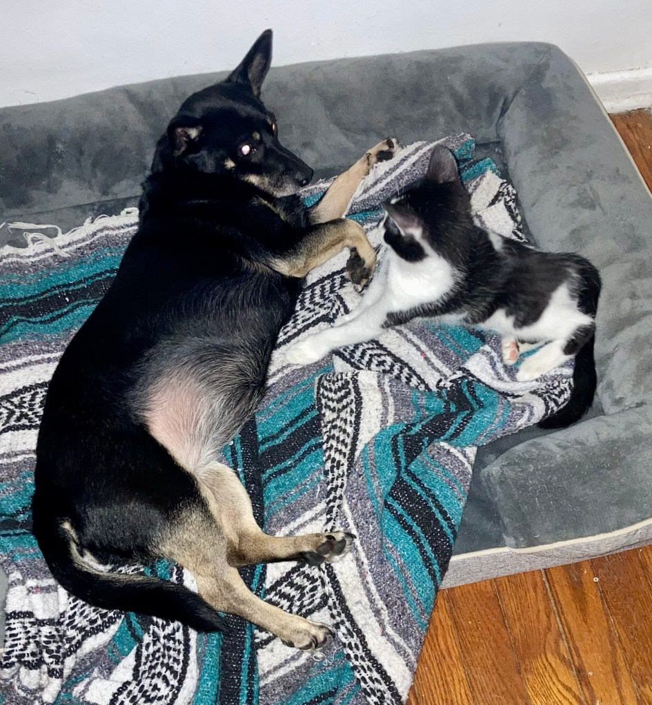 A little black dog with caramel markings and an even littler black and white kitten are holding a conversation on a dog bed.