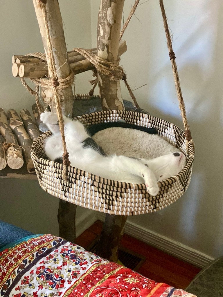A little black and white kitten sleeps splayed out in a cat tree basket with his cute, white belly facing up.
