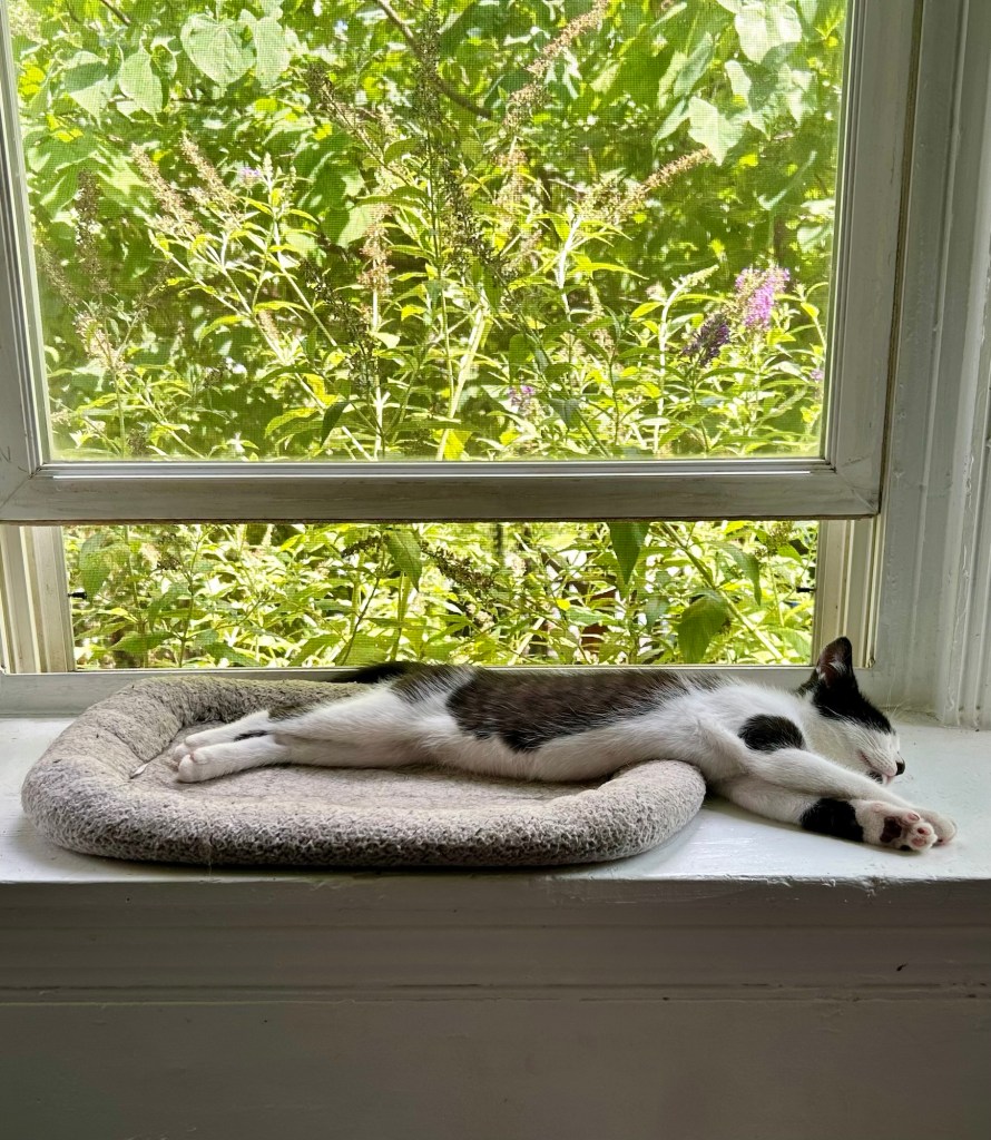 A little black and white kitten lays on a bay windowsill, all stretched out.
