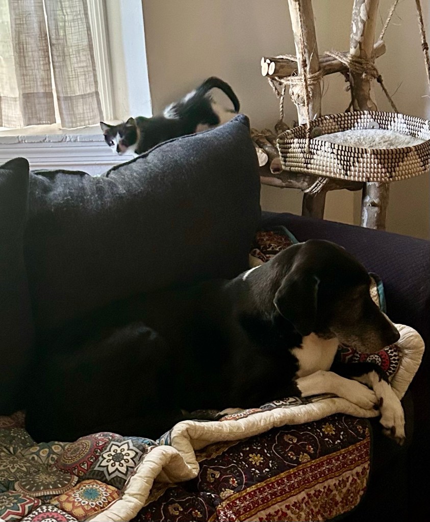A big black and white hound lounges on a loveseat.  A tiny black and white kitten is behind the loveseat, clearly stalking the big dog.
