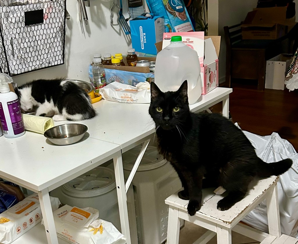 An incredibly cute black and white kitten chows down on a bowl of kibble atop a white kitchen table.  A big black cat sits behind him on a step stool, looking most displeased.