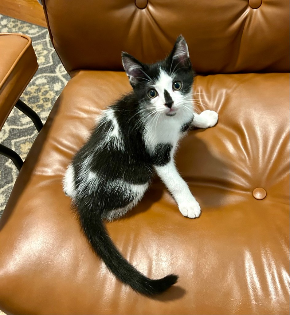A little black and white kitten sits atop a brown leather office chair.  He looks very pleased with himself, as well he should be.