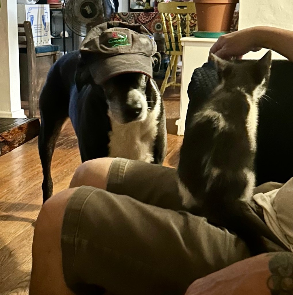 A magnificent black and white hound sporting a fetching ball cap looks balefully at a black and white kitten sitting atop a man’s lap on a couch.  The dog thinks that the little kitten is judging him.  He is definitely right.