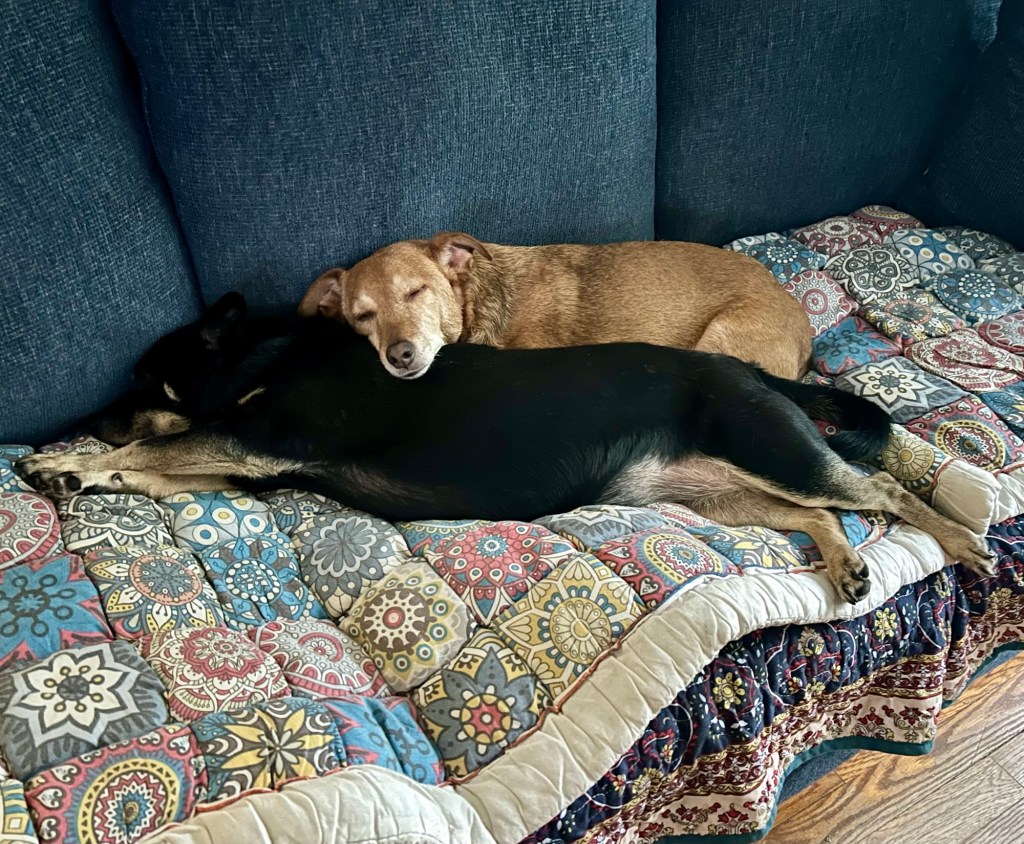 A little yellow dog sleeps blissfully with his chin balanced atop a little black dog, also asleep.