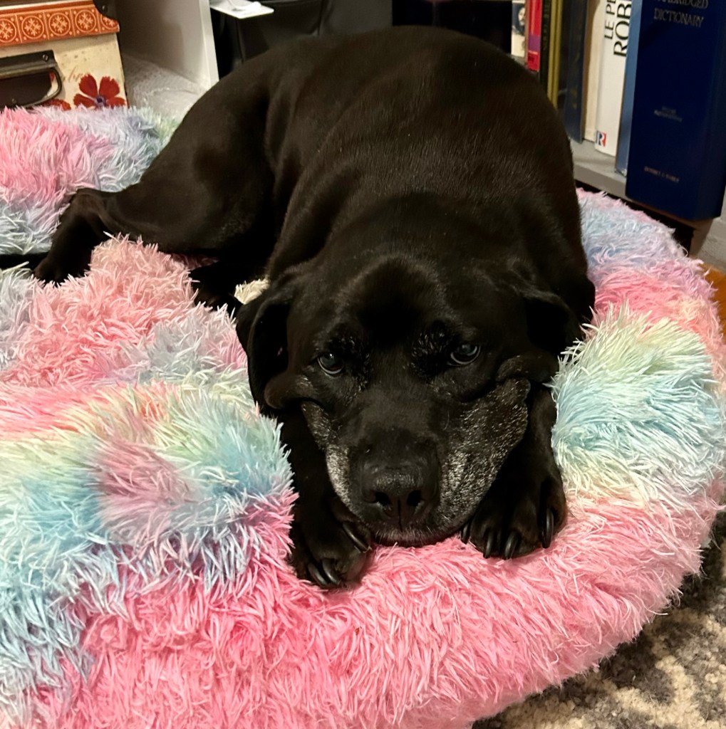 A pretty black dog lounges on a fuzzy rainbow-colored dog bed.