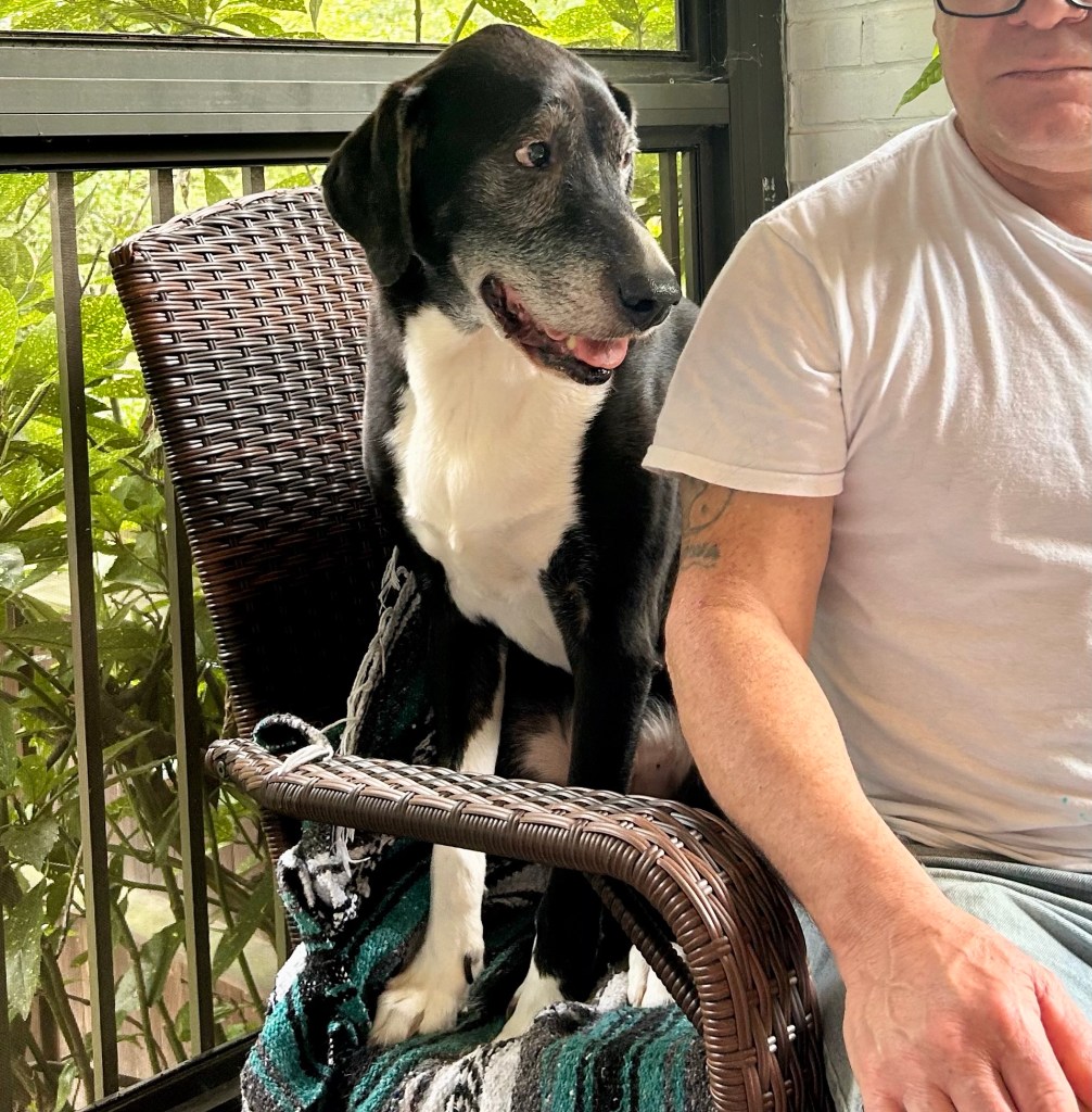 A big black and white hound sits behind a man on a wicker chair on a porch.
