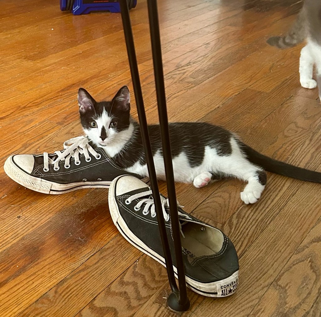 A little black and white kitten lounges on a hardwood floor with his front legs thrust into a Converse shoe.