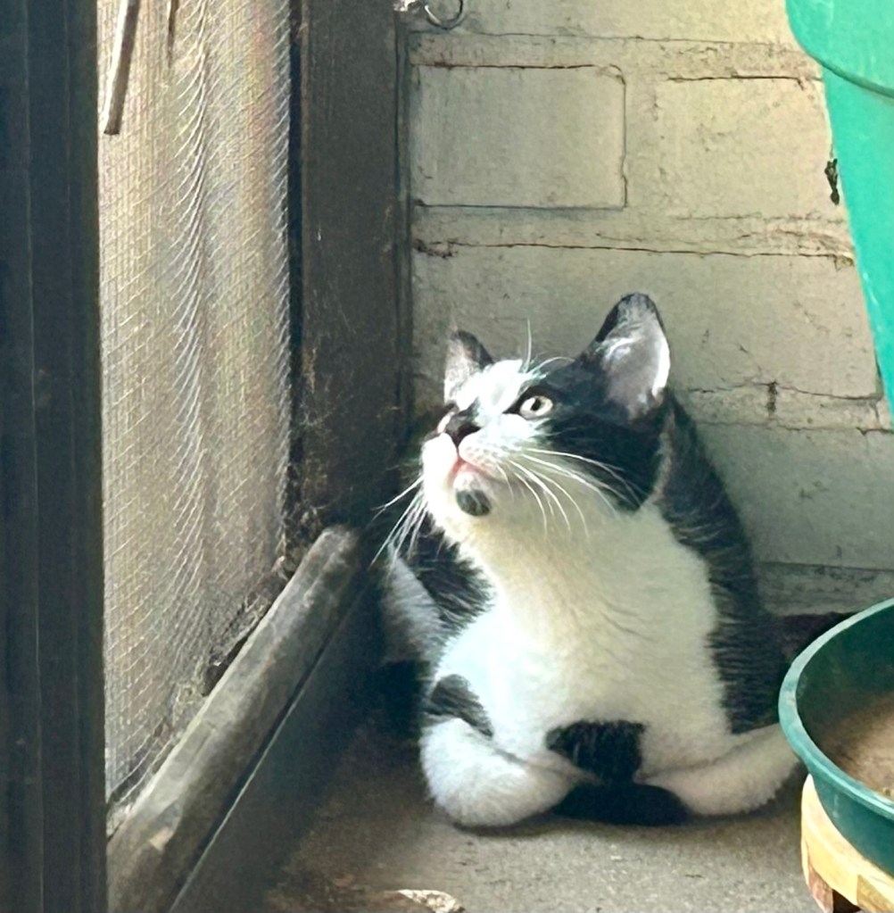 A sweet black and white kitten sits in loaf position in the corner of a screened porch.  His neck is stretched up as he watches the outside through the screen.