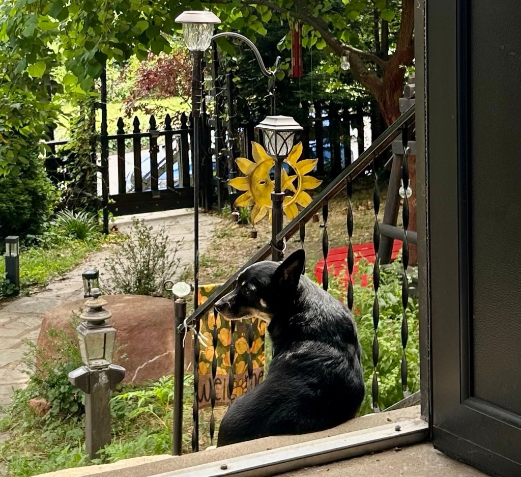 A pretty little black dog sits in an open doorway leading out to a green summer yard.