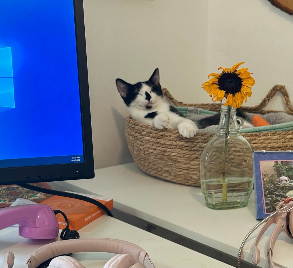 A little black and white kitten dozes in a basket atop a work desk.
