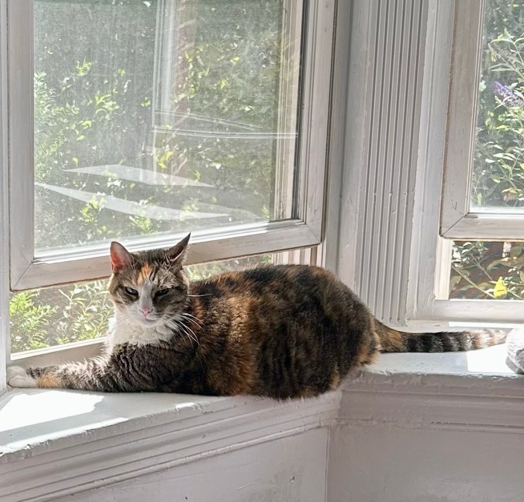 A large, lovely Calico cat sits in an open, sunny window.
