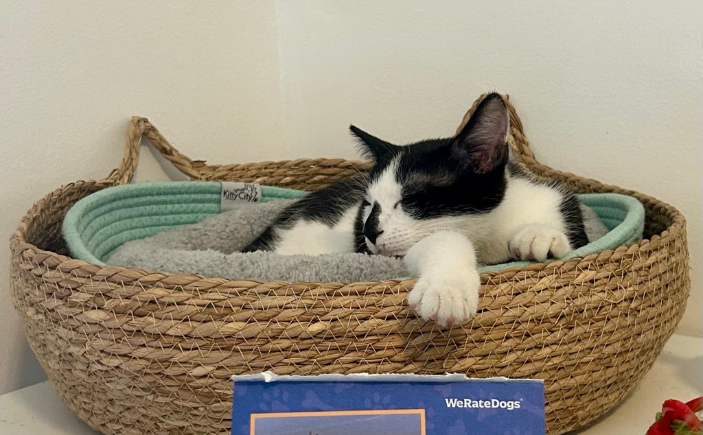 An adorable black and white kitten snoozes happily in a cat basket on a desk.  One of his paws drapes over the side.