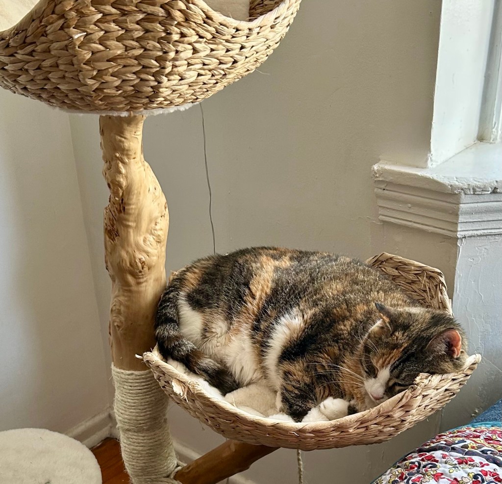 A gorgeous, stripy calico sleeps curled up in a cat tree basket.