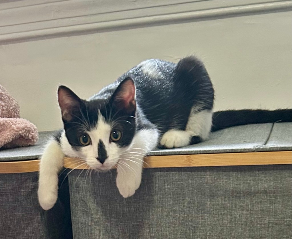 A black and white kitten sits alertly in loaf position on a clothes hamper with his front paws draped over the side.