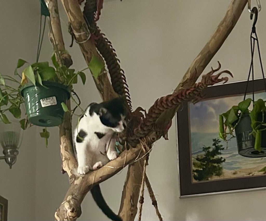 A black and white kitten perches on an upper branch of a cat tree made of real tree branches.  He is bending over a decorative dragon made of coiled rope.