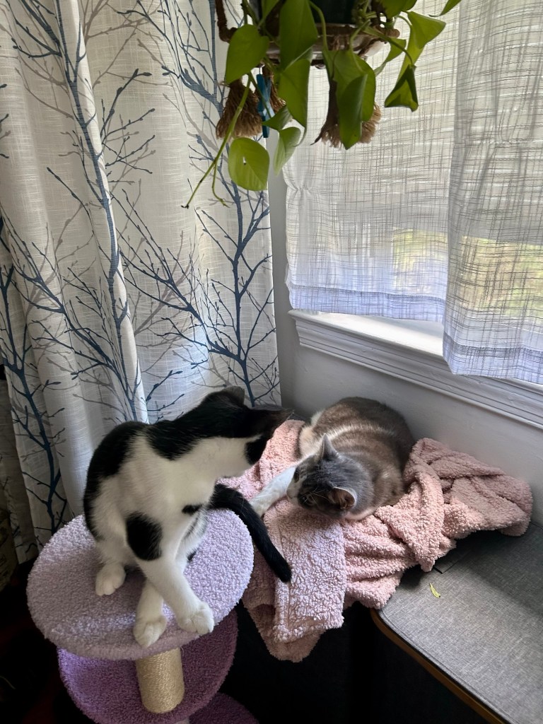 A black and white kitten sits atop a small cat tree and tries to engage with a pretty grey tabby lounging on a pink blanket just beneath.  The tabby is having none of it.