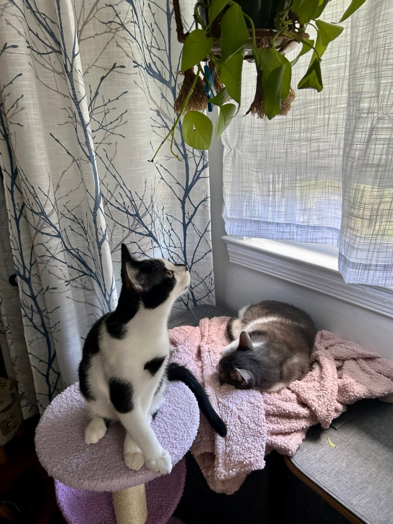 The kitten has turned his attention away from the unfriendly tabby and is now trying to strike up a conversation with the green plant hanging above his head.