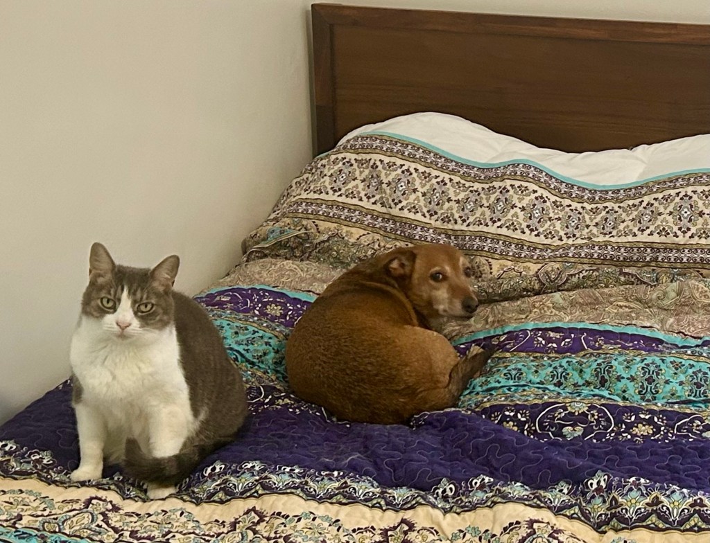 A pretty grey tabby cat and a little yellow dog lounge together on a boho blanket atop a small bed.