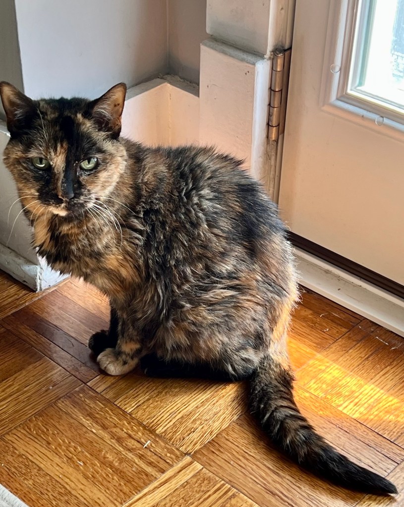 A gorgeous older tortoiseshell cat sits on a parquet floor in Egyptian position.  Her yellow eyes look rather disappointed.  Her humans have presumably failed her in some crucial way.