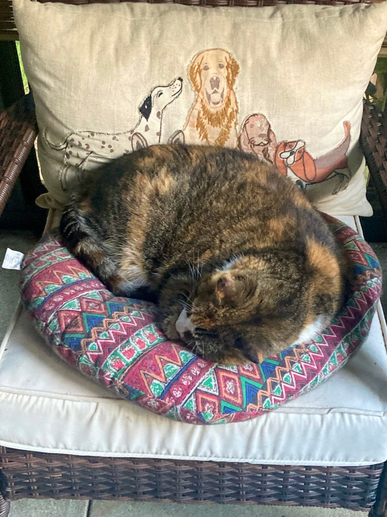 A pretty stripy calico lays tightly curled on a cushioned wicker chair.