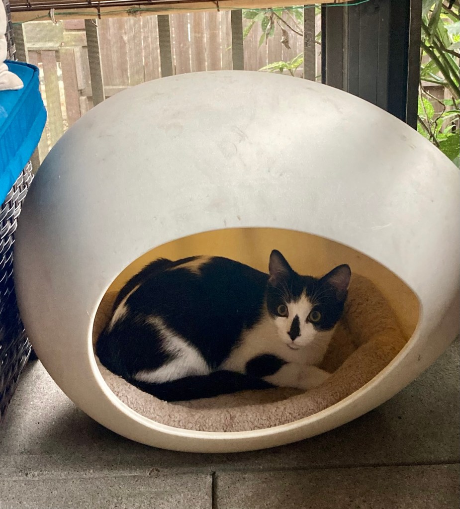 A black and white kitten lounges inside a cat cubby shaped like an egg.