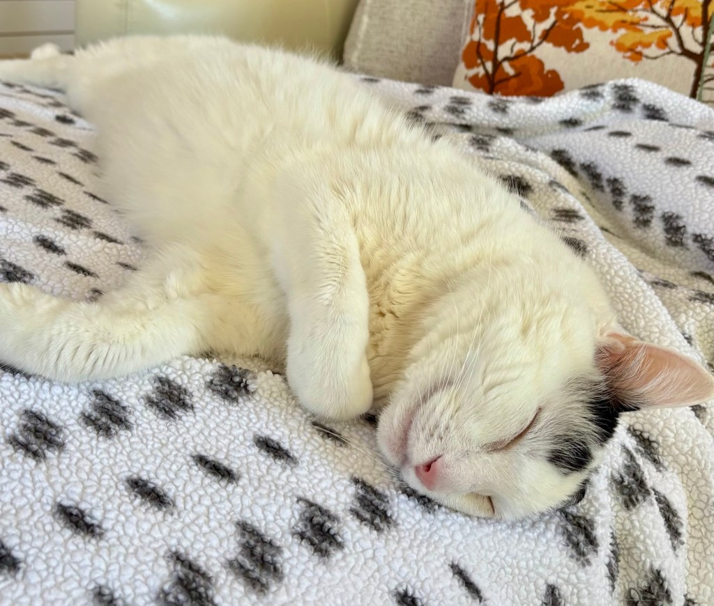 A huge white cat with black markings on his forehead lays sprawled out on a couch. His eyes are closed and he appears to be smiling.