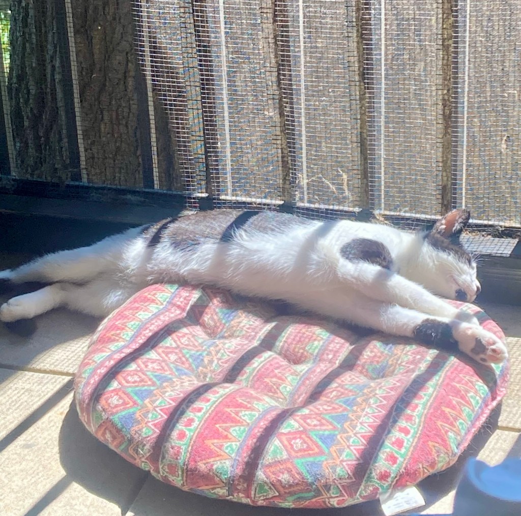 A handsome black and white kitten stretches out on a small cushion in a sun puddle on the floor of a screened in porch.