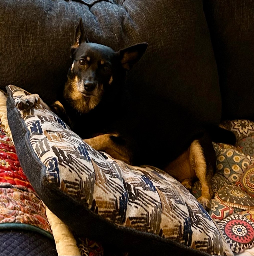 A little black dog with caramel markings leans against a throw pillow on a couch.