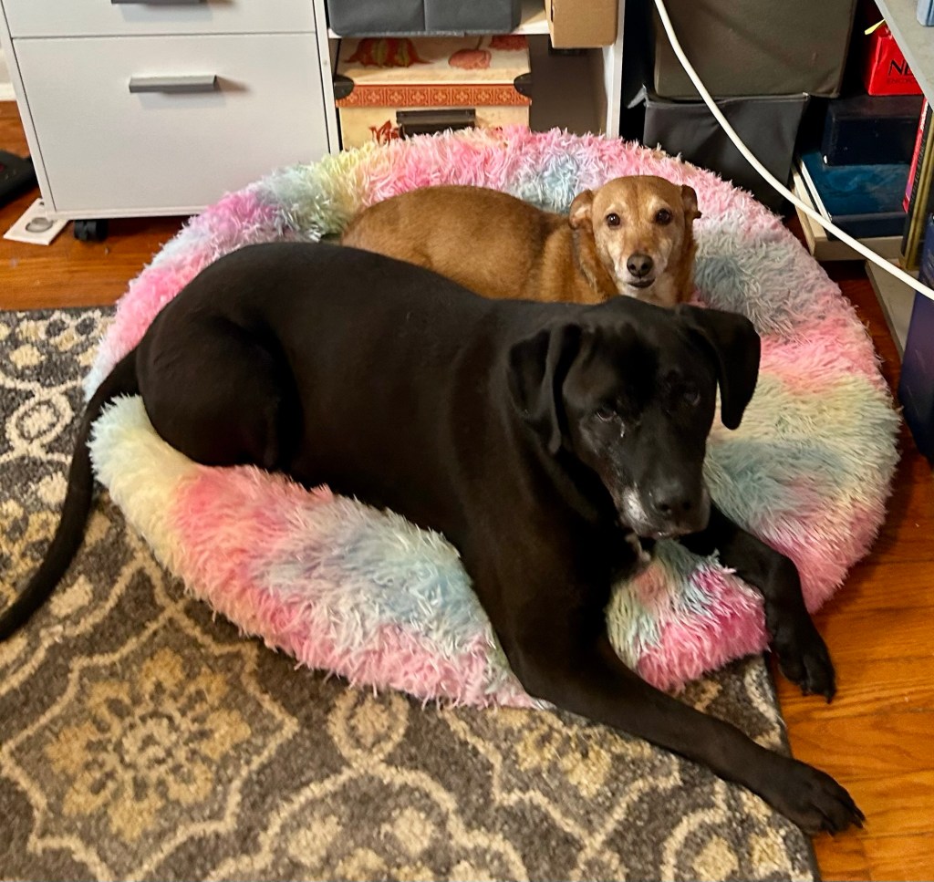 A big black dog and a little yellow dog lounge together atop a rainbow dog bed.