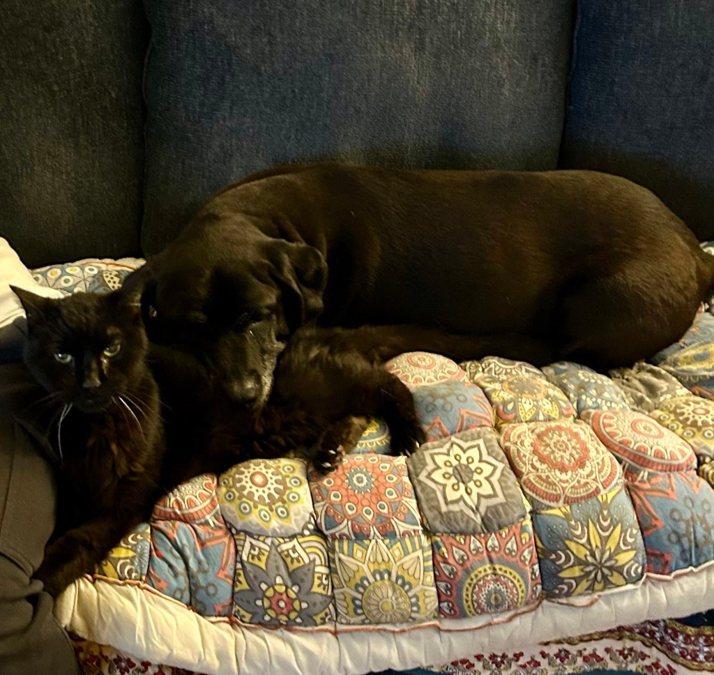 A large black cat and a large black dog lay together on a sofa.  The dog is positioned behind the cat and rests her muzzle on his flank.